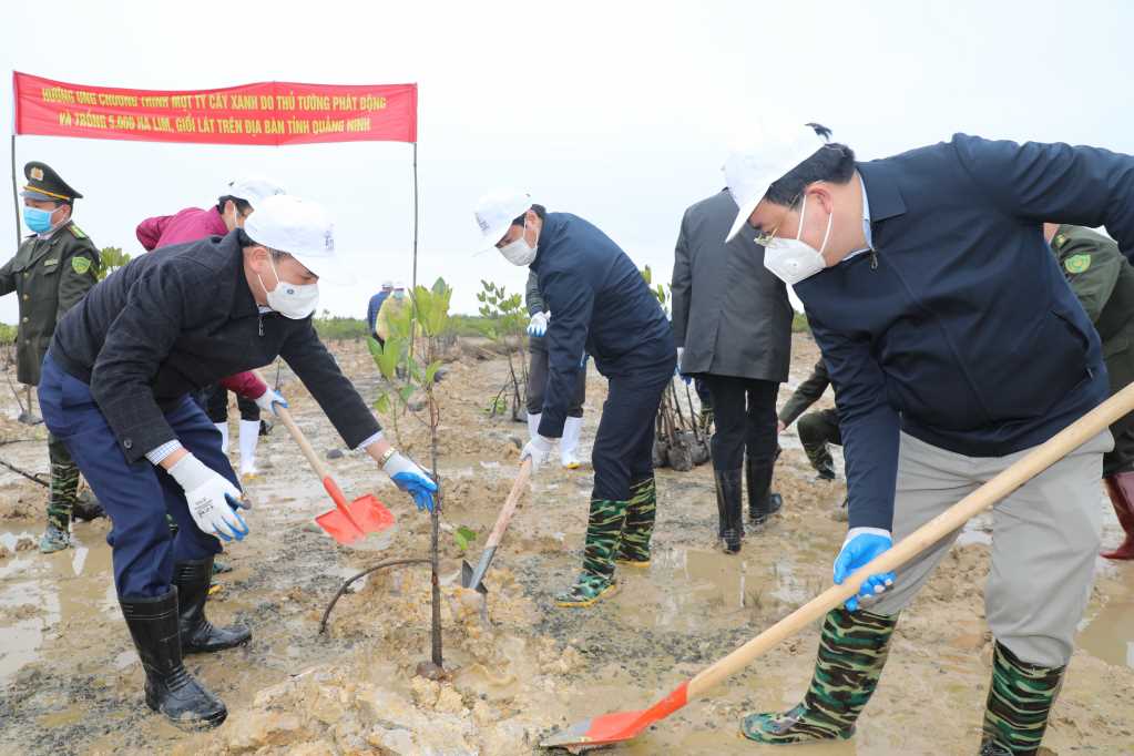 Năm 2022, Quảng Ninh trồng mới ít nhất 2.000ha lim, giổi...